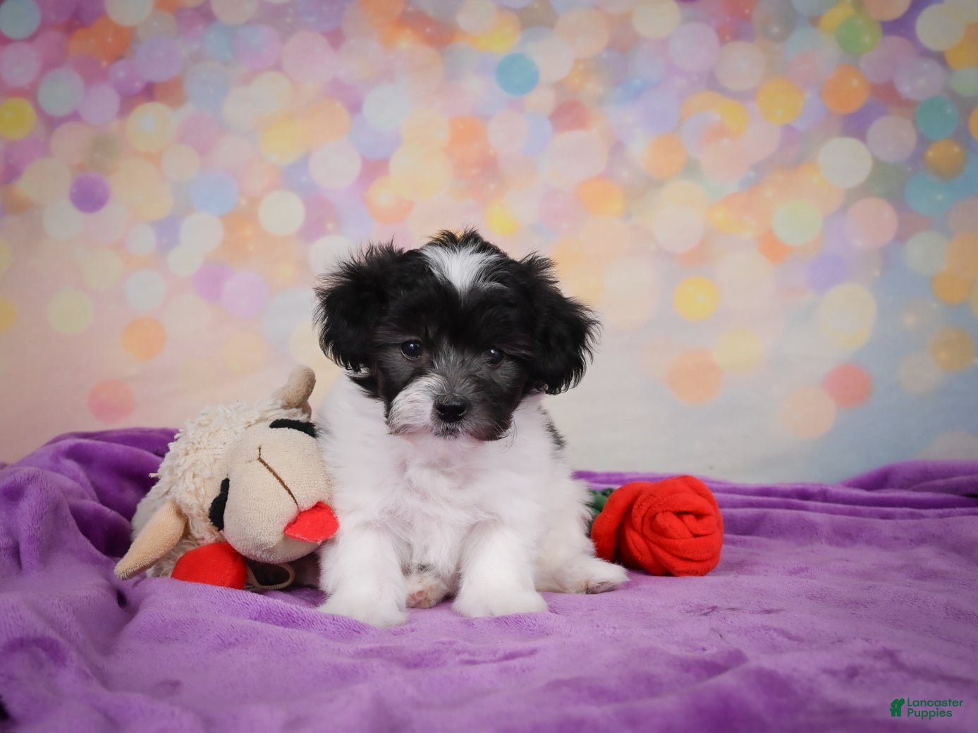 Maltipoo dogs for sale: Voilet - Ad 1