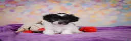 Maltipoo dogs for sale: Voilet - Ad 1