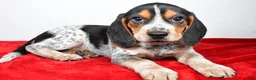 Beagle dogs for sale: Ronald - Ad 7