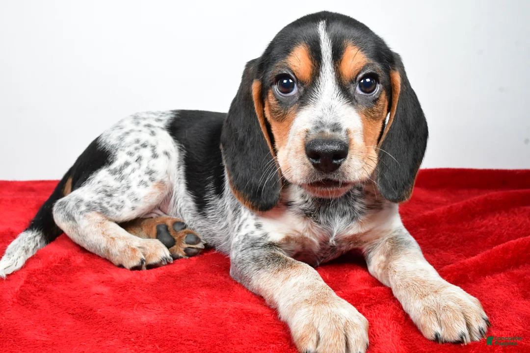 Beagle dogs for sale: Ronald - Ad 7