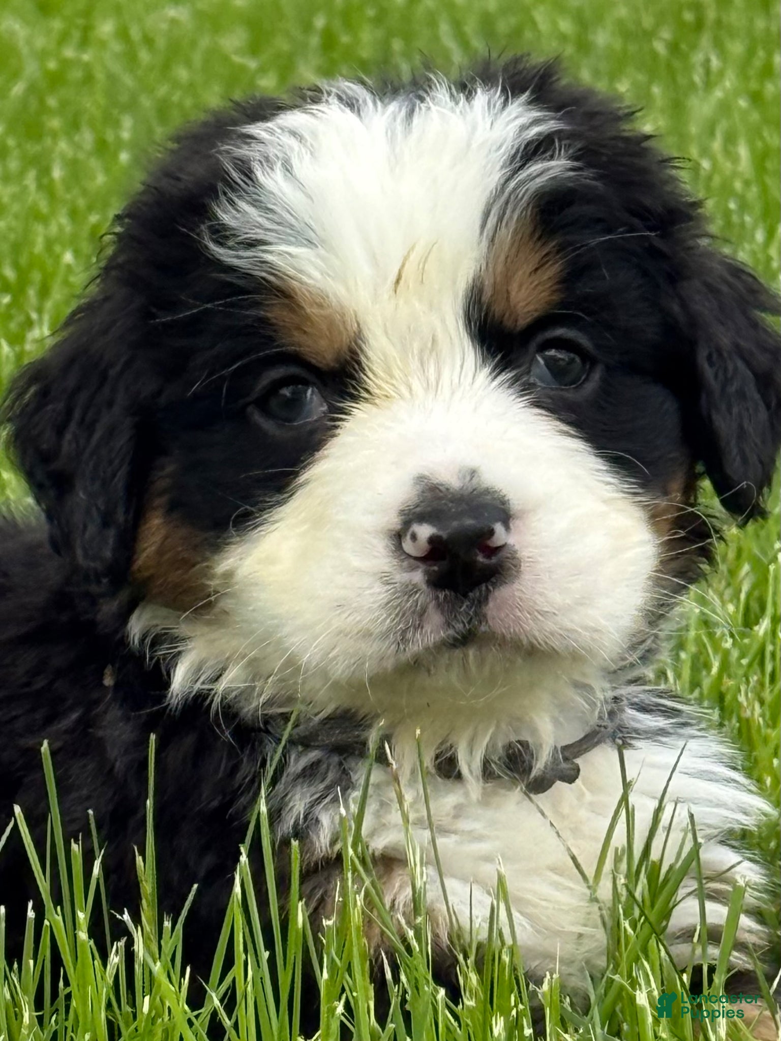 Bernese Mountain Dog dogs Bernese Mountain Dog Puppy 2 Mr gray - Ad 1