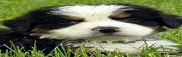 Bernese Mountain Dog dogs for sale: Bernese Mountain Dog Puppy 2 Mr gray - Ad 1