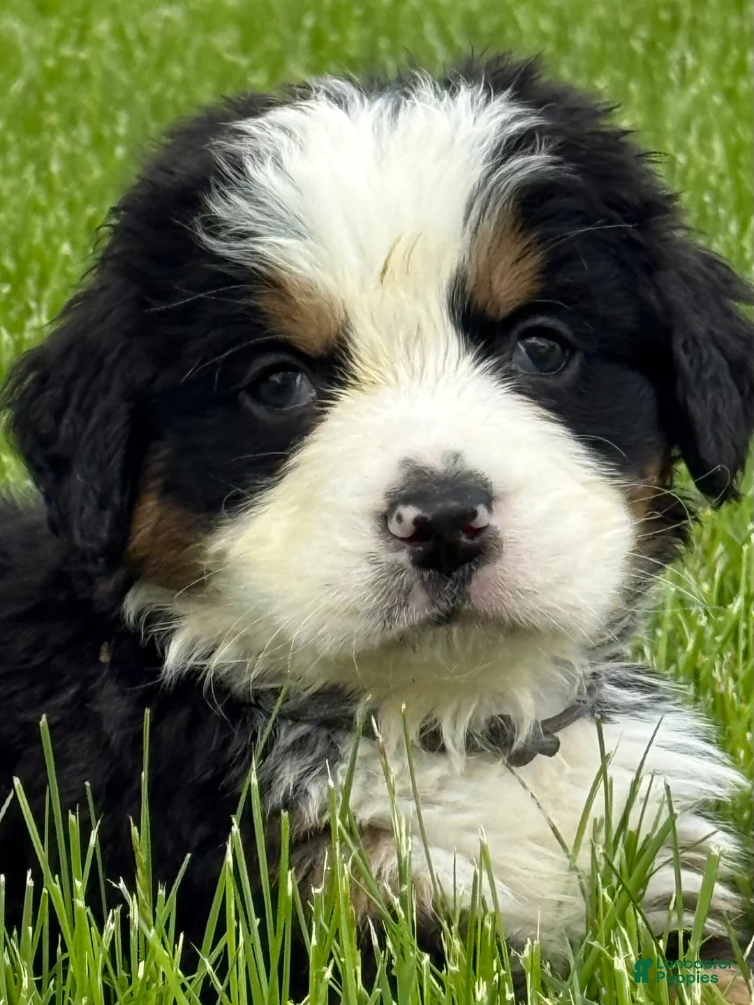 Bernese Mountain Dog dogs for sale: Bernese Mountain Dog Puppy 2 Mr gray - Ad 1