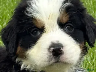 Bernese Mountain Dog dogs Bernese Mountain Dog Puppy 2 Mr gray - Ad 24