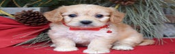 Cavachon dogs for sale: Callie - Ad 1