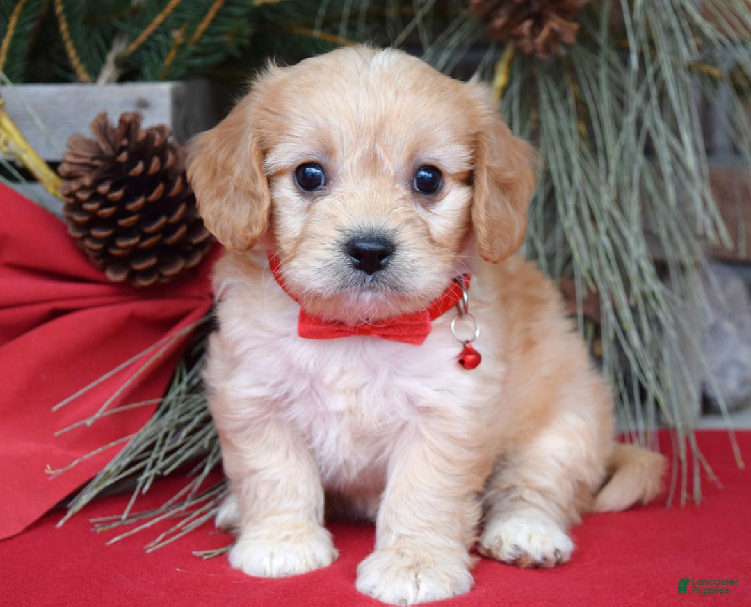 Cavachon dogs for sale: Callie - Ad 1