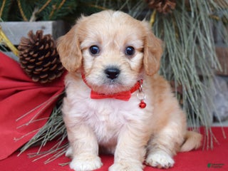 Cavachon dogs Callie - Ad 22