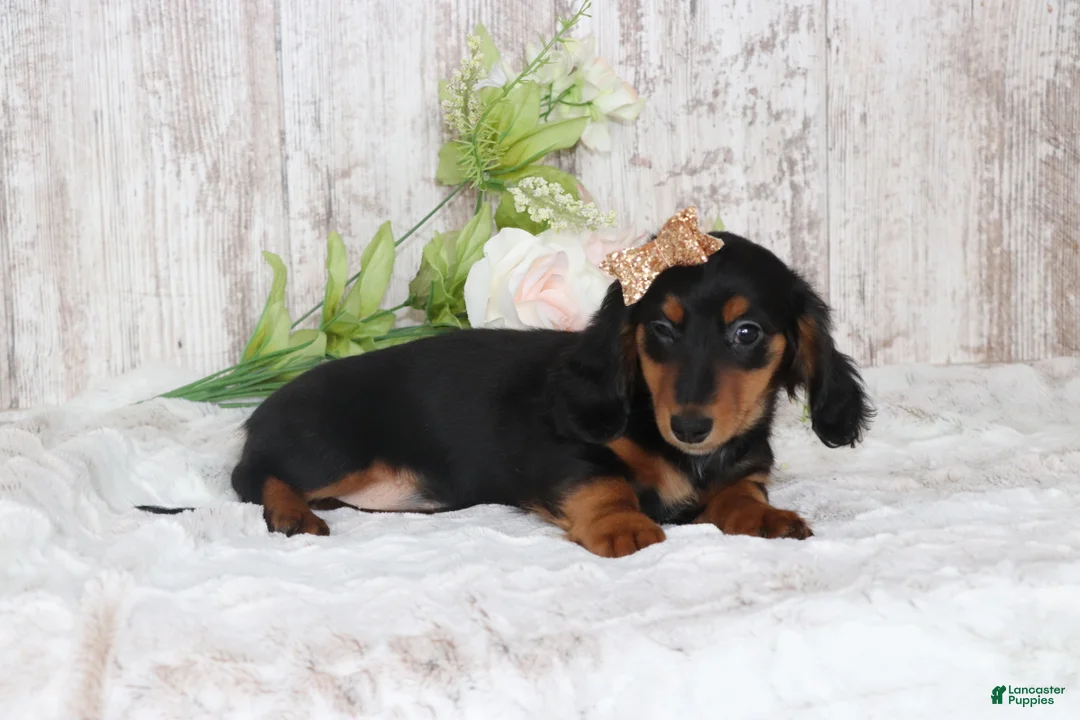 Dachshund dogs for sale: Richie  - Ad 6