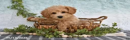 Bichpoo dogs for sale: Hero - Ad 4