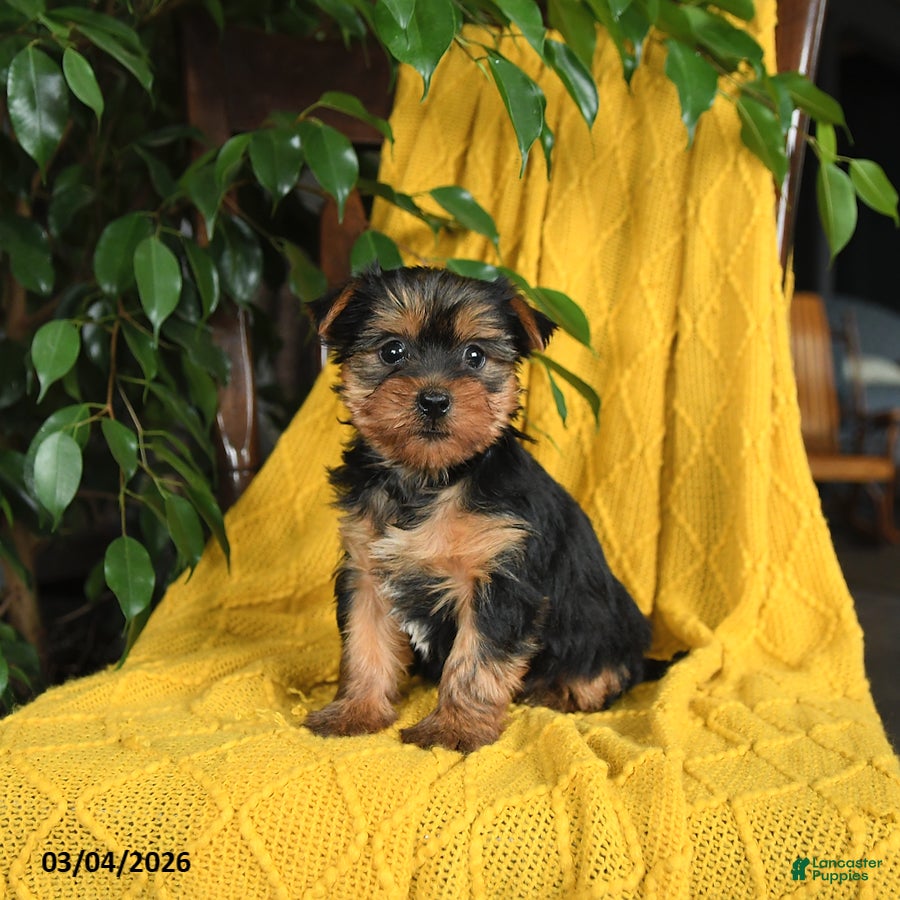 Yorkshire Terrier dogs Nutmeg - Ad 1