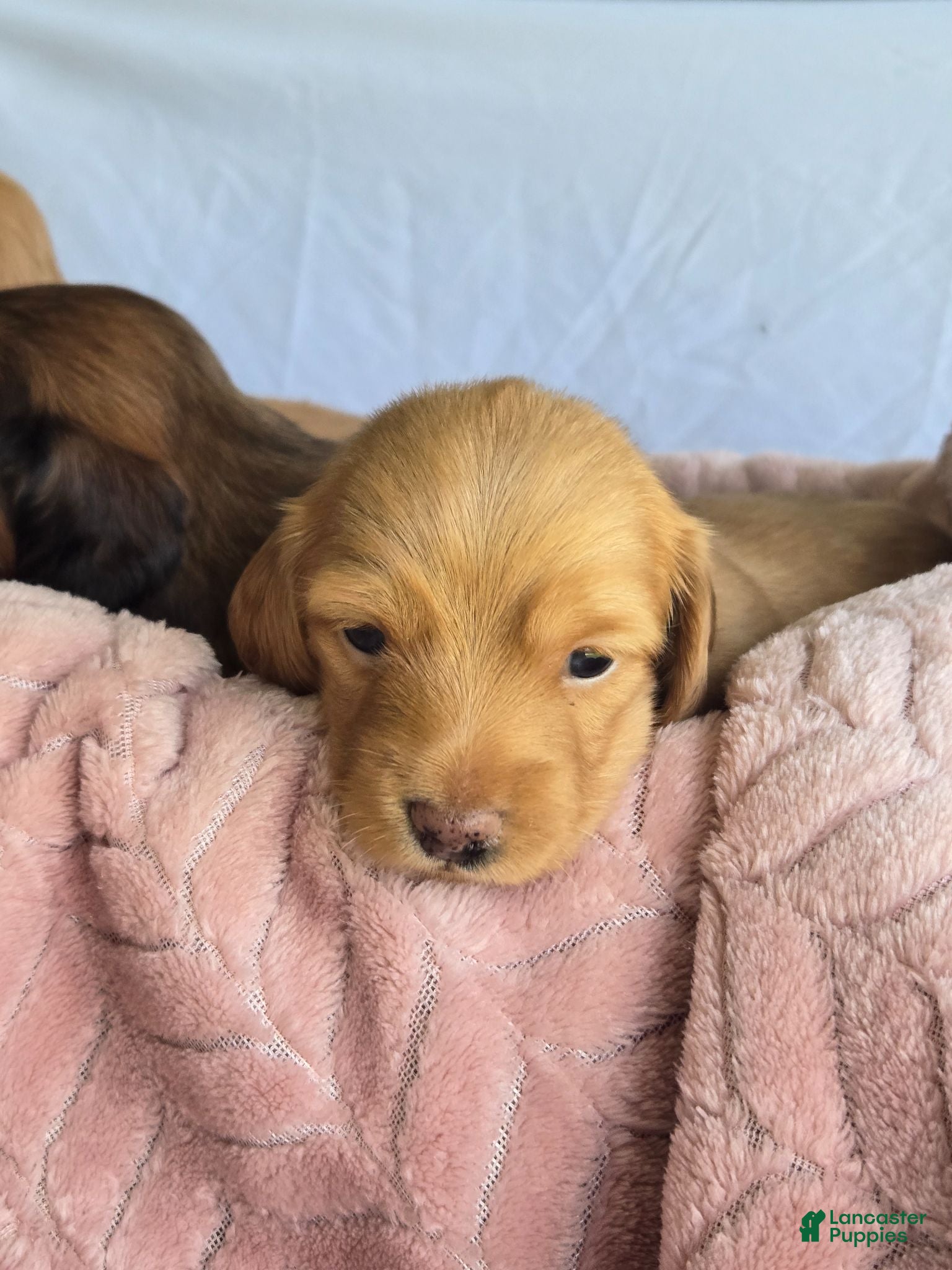 Miniature Dachshund dogs Sunny ☀️ - Ad 2