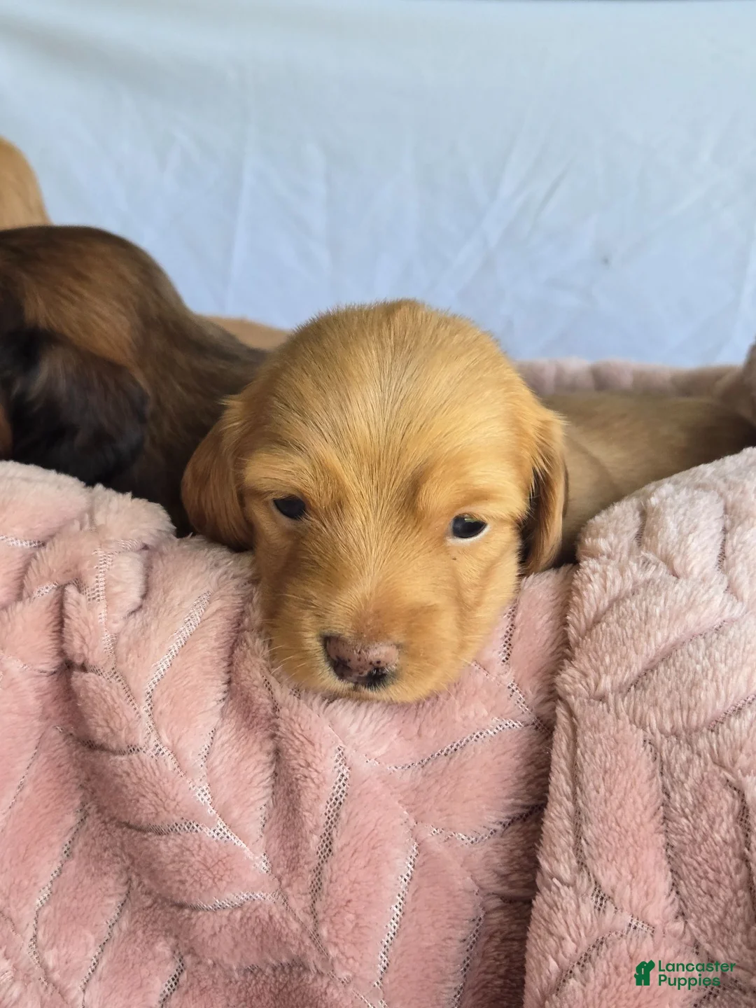 Miniature Dachshund dogs for sale: Sunny ☀️ - Ad 1