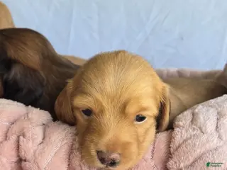 Miniature Dachshund dogs Sunny ☀️ - Ad 2