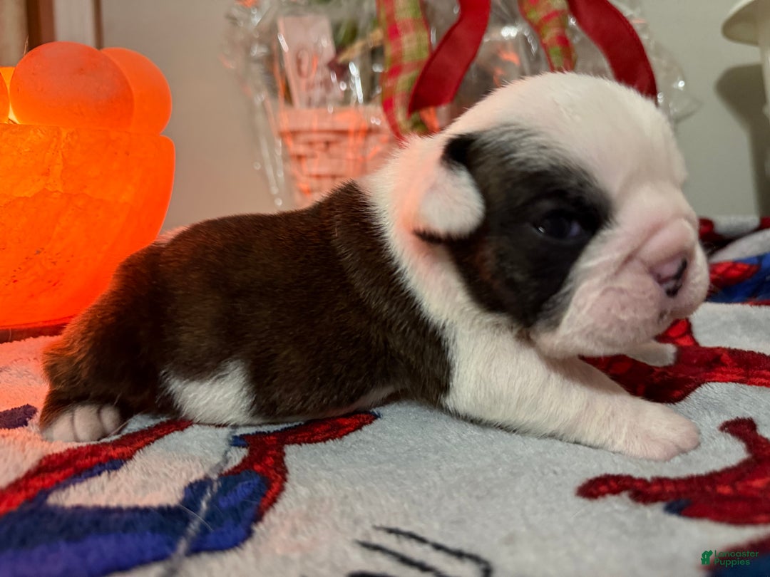 English Bulldog dogs for sale: English Bulldog Puppy 3 - Ad 2
