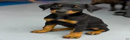 Doberman Pinscher dogs for sale: Diabla Blk F - Ad 2