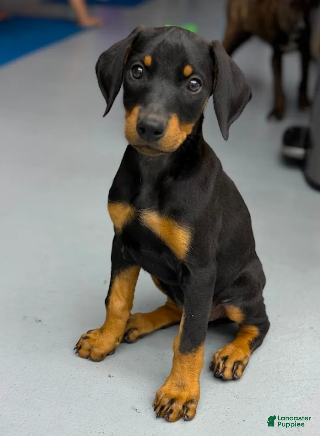 Doberman Pinscher dogs for sale: Diabla Blk F - Ad 2