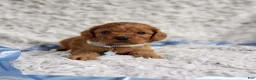 Cavapoo dogs for sale: Reuben  - Ad 2