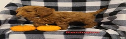 Cockapoo dogs for sale: Remington - Ad 6