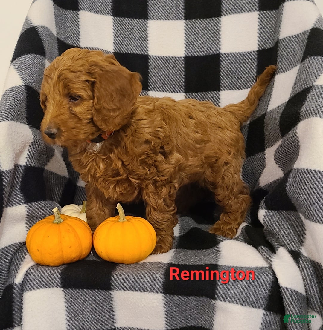 Cockapoo dogs for sale: Remington - Ad 6