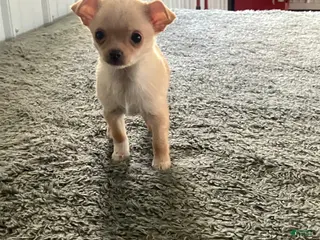 Chihuahua dogs Akc Tinker - Ad 38