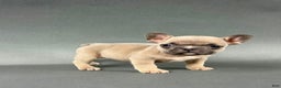French Bulldog dogs for sale: Willow  - Ad 1