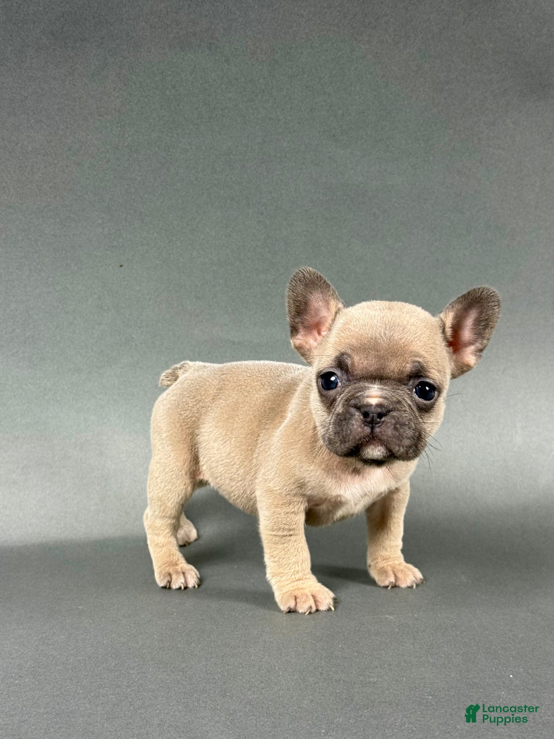 French Bulldog dogs for sale: Willow  - Ad 1