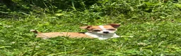 Chihuahua dogs for sale: Cookie - Ad 5
