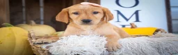 Labrador Retriever dogs for sale: NALA - Ad 8