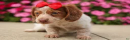 Miniature Dachshund dogs for sale: OSCAR - Ad 11