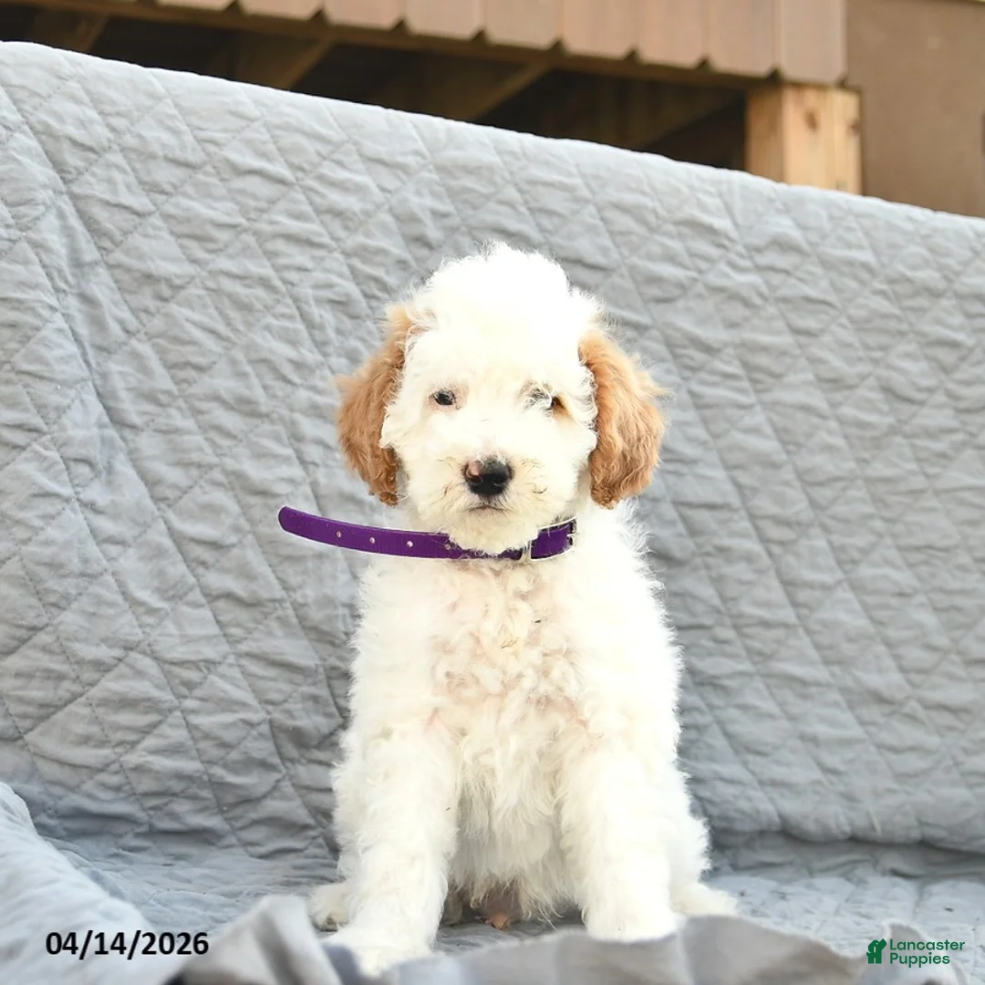 Miniature Poodle dogs for sale: Trooper  - Ad 3