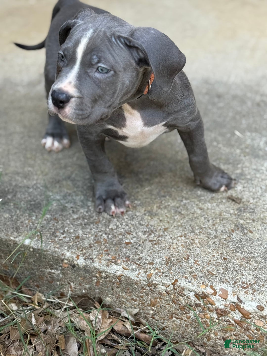 American Bully dogs for sale: Ivy - Ad 14