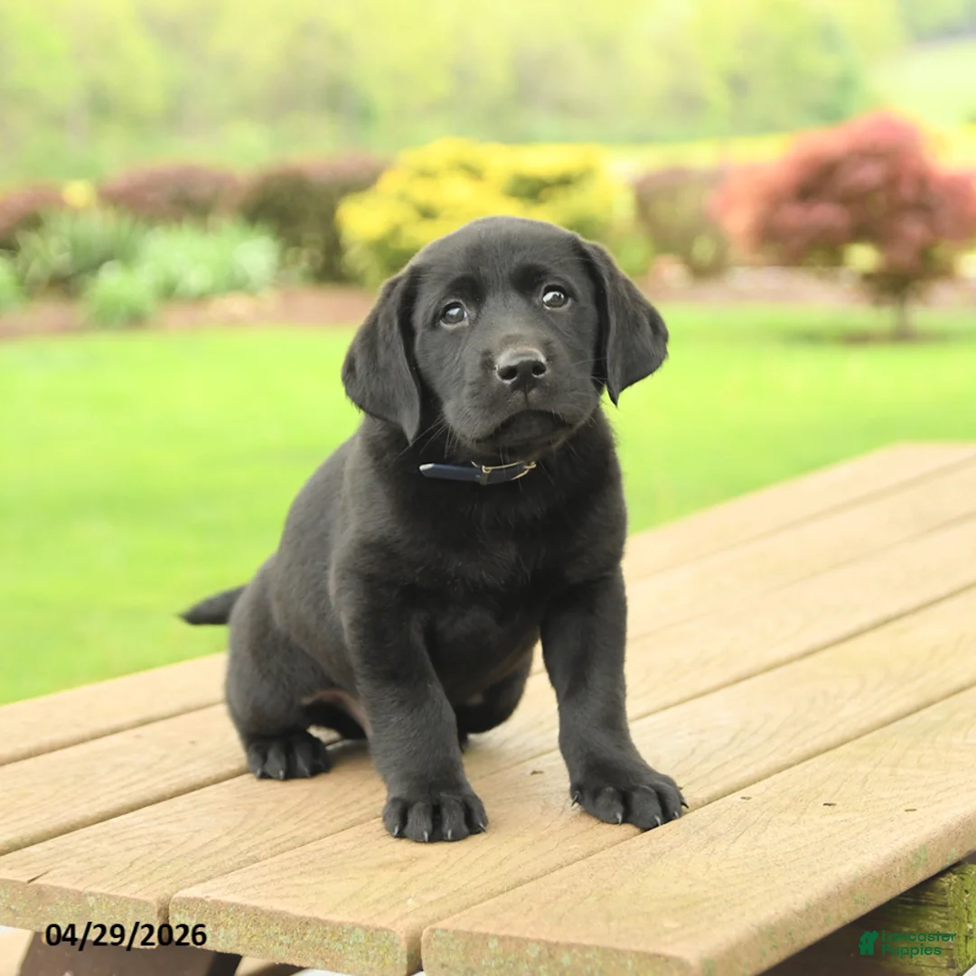 Labrador Retriever dogs for sale: Brody - Ad 5
