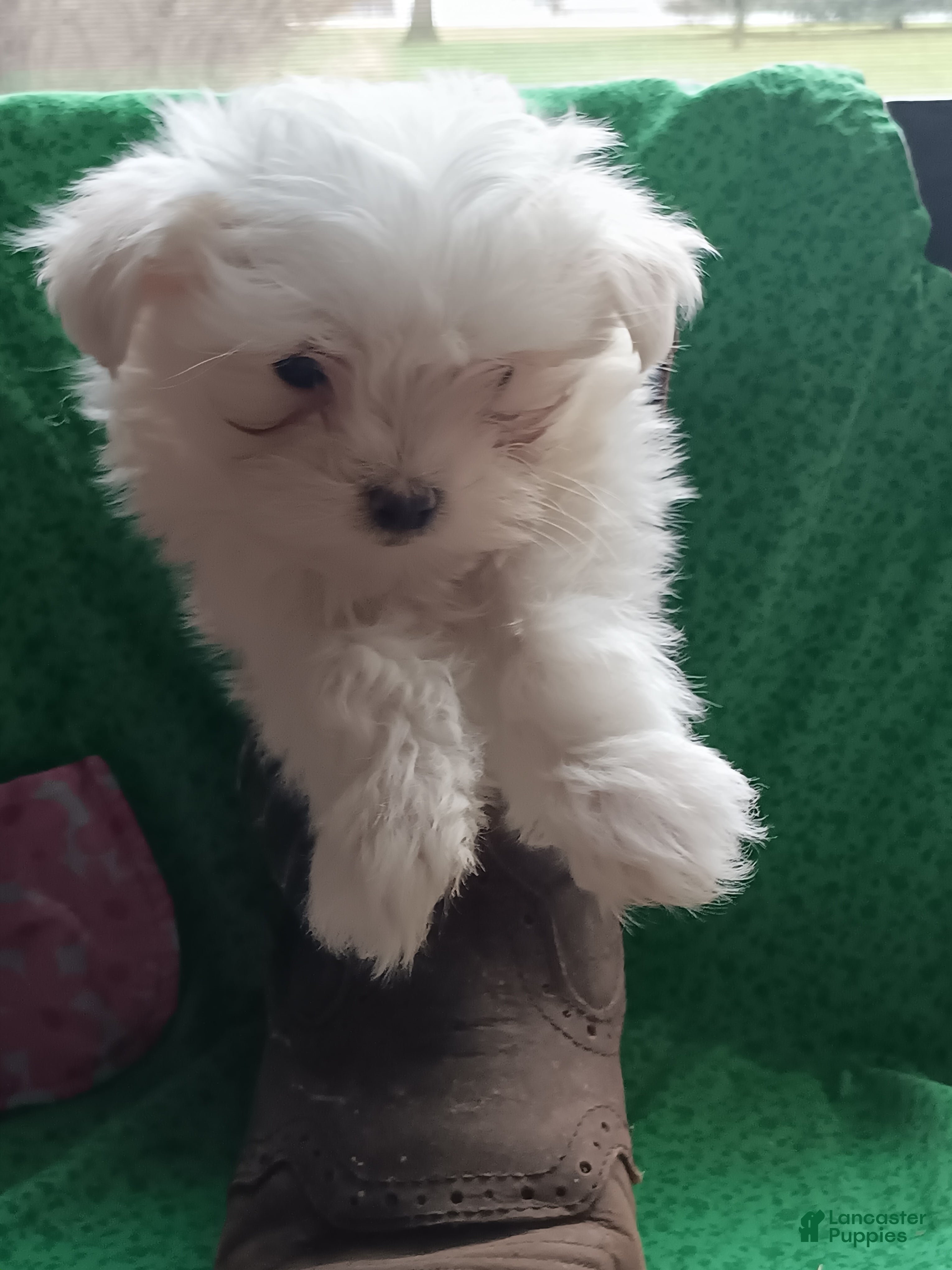 Maltese dogs  Puppy 1 - Ad 1