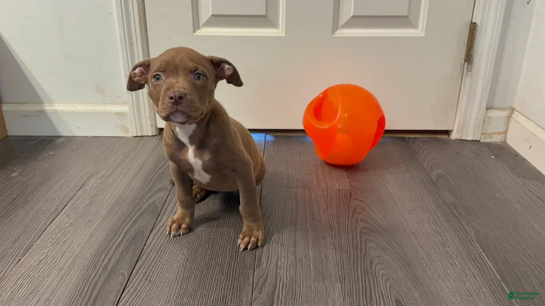 American Bully dogs for sale: American Bully 1 - Ad 2