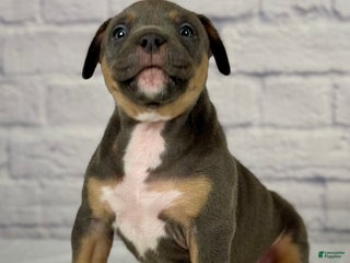 American Bully dogs - Ad 32