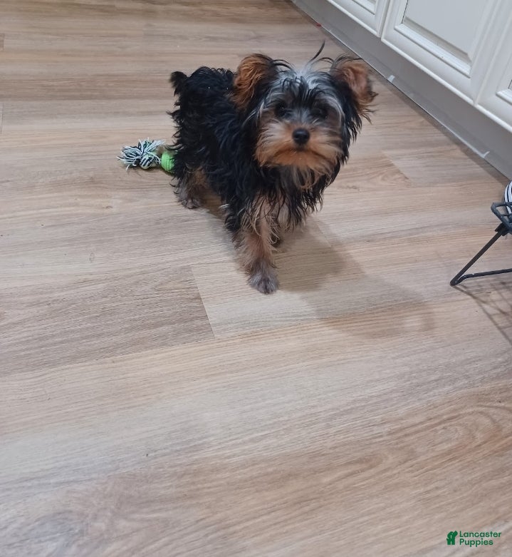 Yorkshire Terrier dogs Yorkshire Terrier Puppy 2 - Ad 1