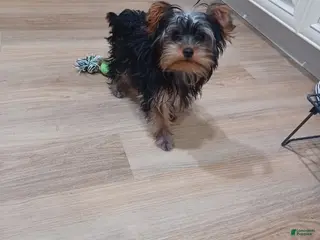 Yorkshire Terrier dogs for sale: Yorkshire Terrier Puppy 2 - Ad 2