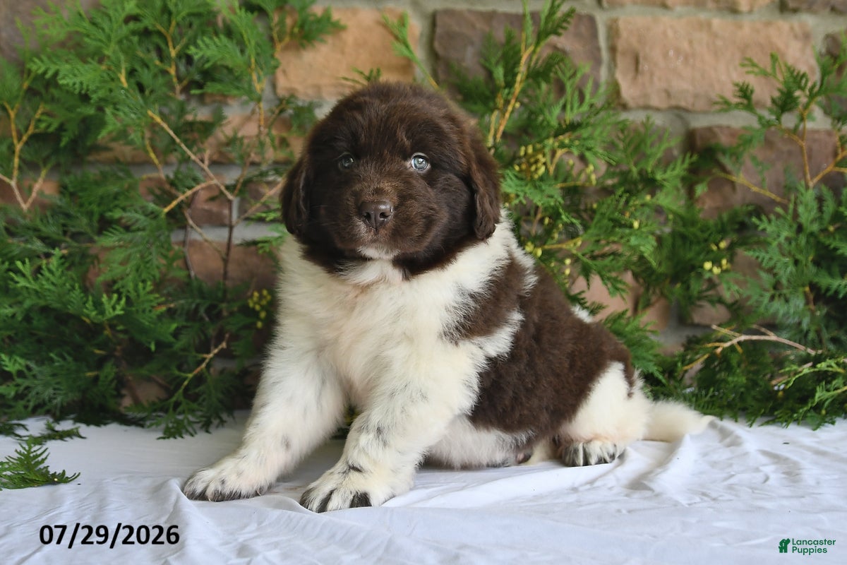 Newfoundland dogs Mia - Ad 2