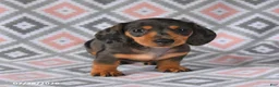 Dachshund dogs for sale: Piper - Ad 5