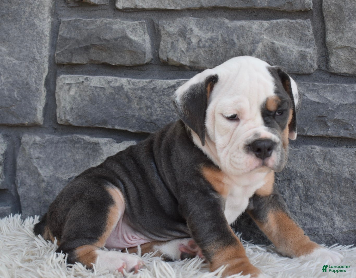 Beabull dogs Buster - Ad 2