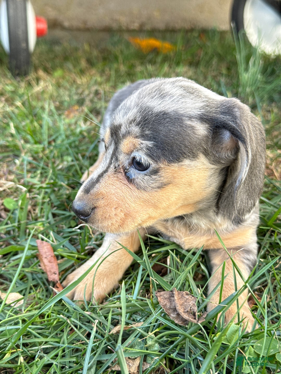 Miniature Dachshund dogs for sale: Coco - Ad 5