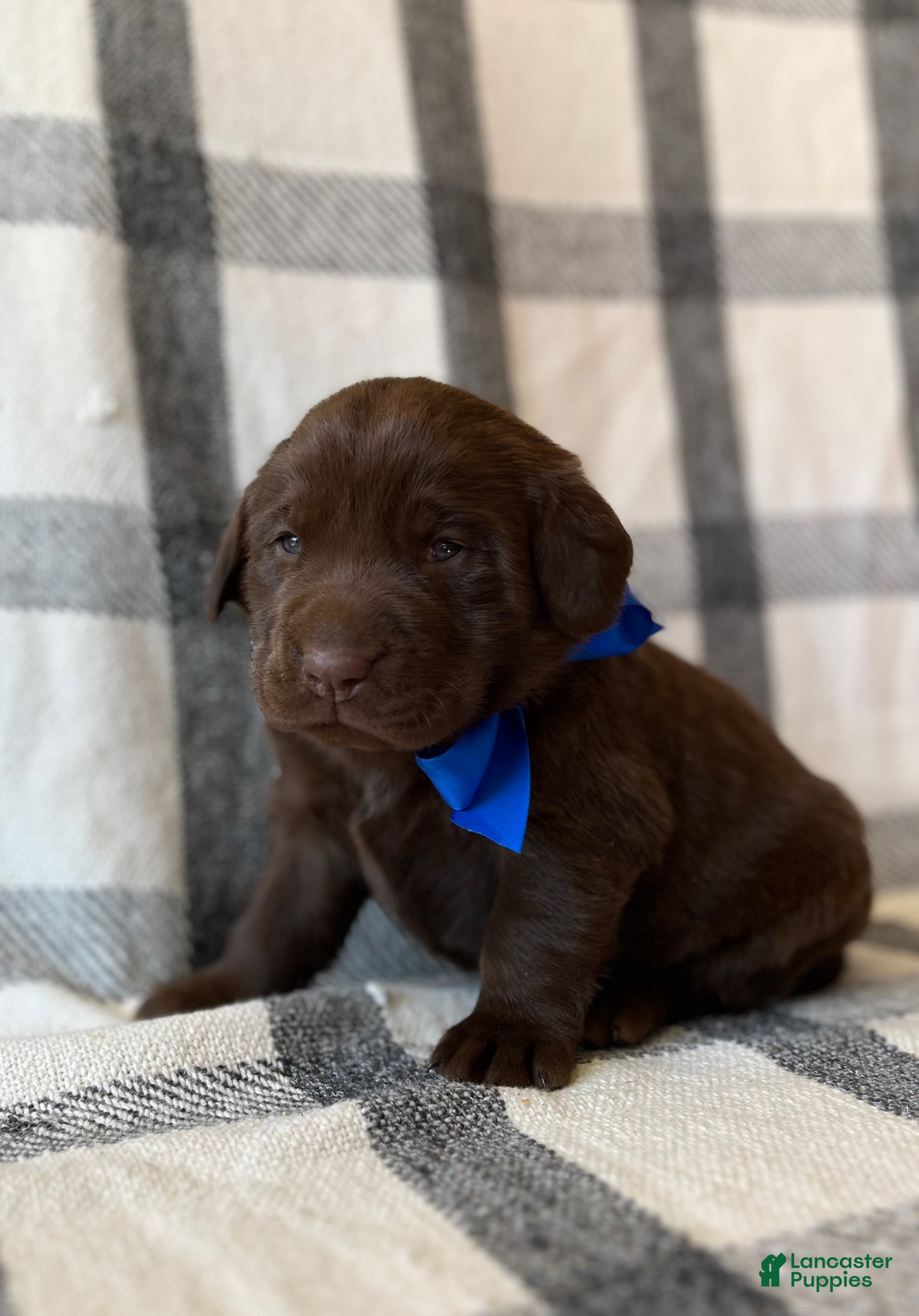 Labrador Retriever dogs for sale: Bruno - Ad 1