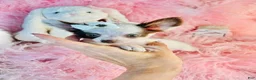 Chihuahua dogs for sale: Teacup Chihuahua 2 - Ad 3