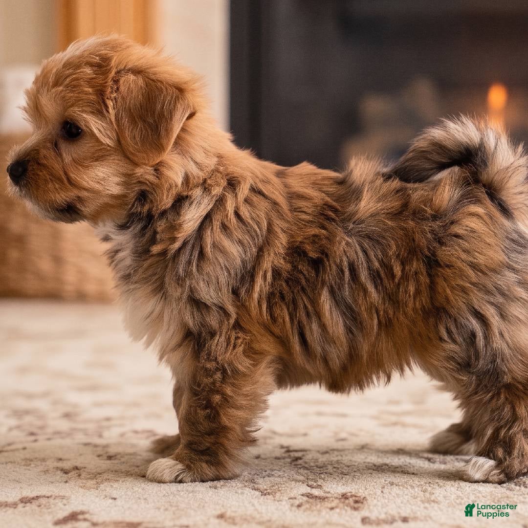 Morkie dogs Rusty - Ad 2
