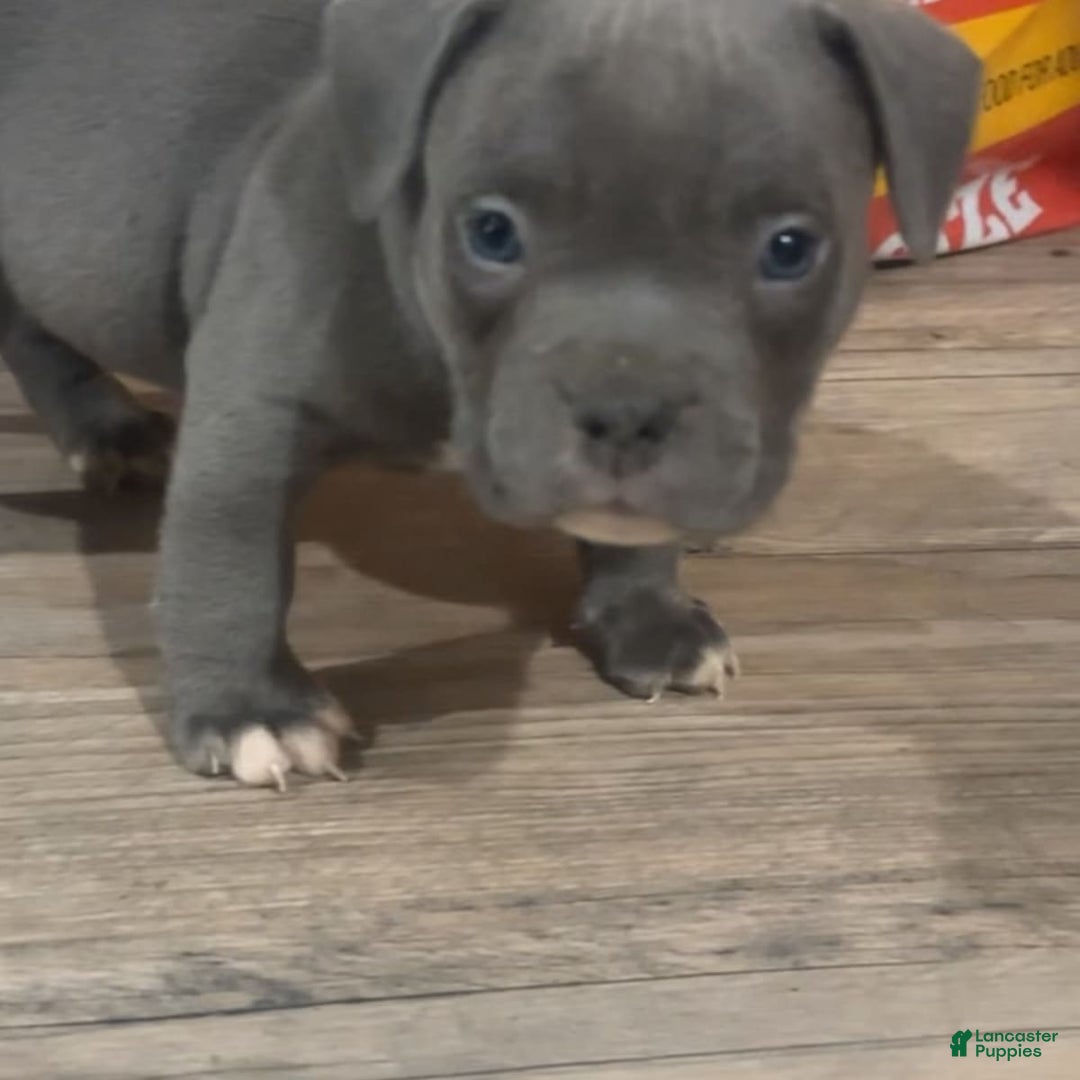 Gallery Image {{count}}