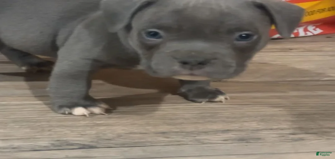 Gallery Image {{count}}