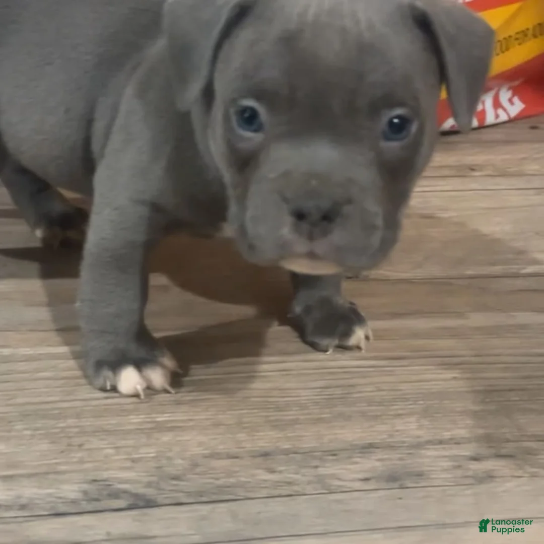 Gallery Image {{count}}