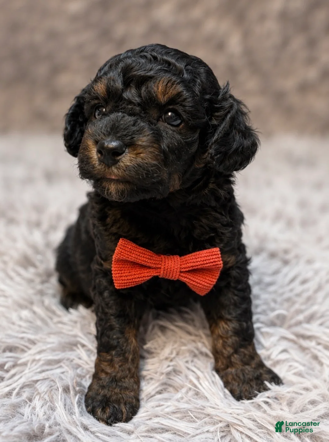 Toy Poodle dogs for sale: Claude  - Ad 2