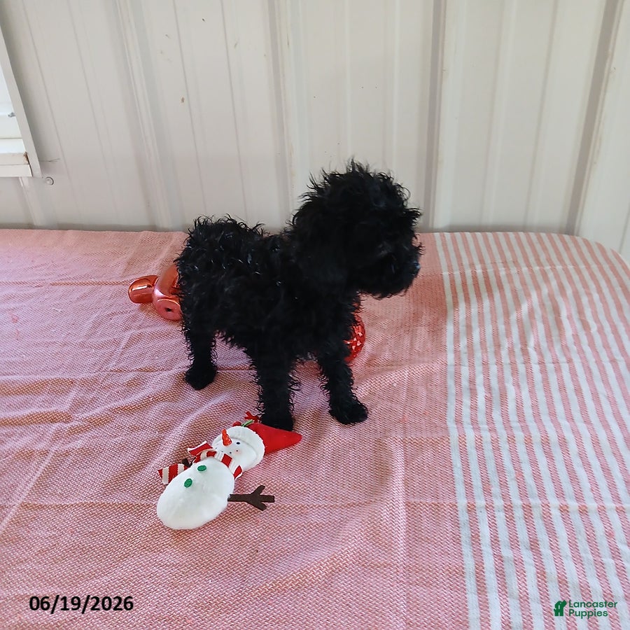 Miniature Poodle dogs Abby - Ad 19
