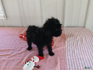 Miniature Poodle dogs Abby - Ad 19